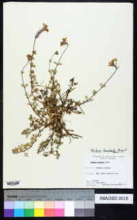 Glandularia pulchella image