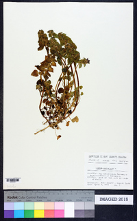 Lamium purpureum image