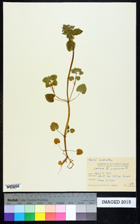 Lamium purpureum image