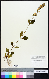 Scutellaria elliptica image