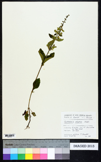 Scutellaria elliptica image