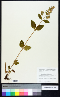 Scutellaria elliptica image