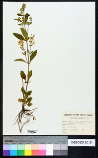 Scutellaria elliptica image