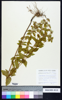 Pycnanthemum flexuosum image