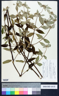 Pycnanthemum flexuosum image