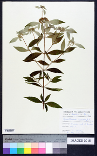 Pycnanthemum incanum image