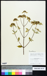 Pycnanthemum incanum image