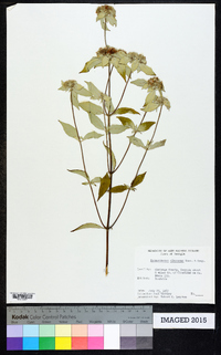 Pycnanthemum albescens image