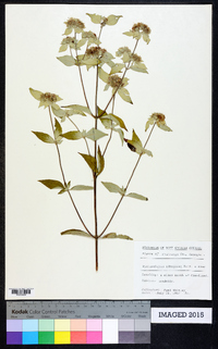 Pycnanthemum albescens image