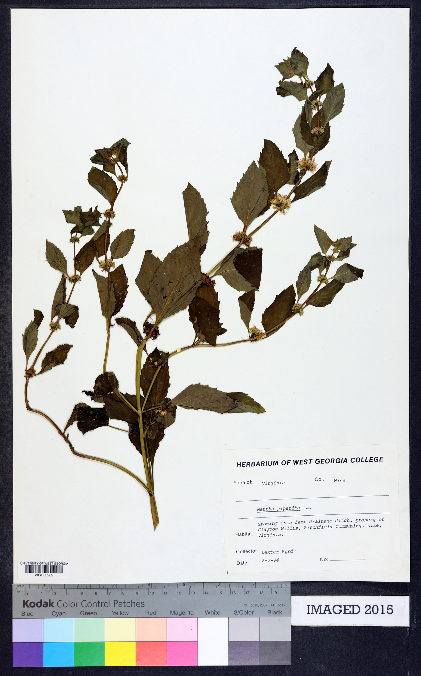 Mentha × piperita image
