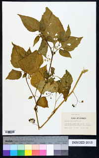 Solanum americanum image