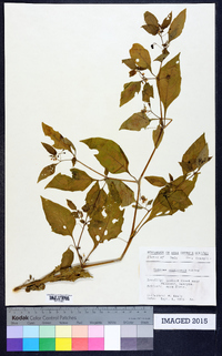 Solanum americanum image