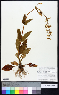 Penstemon laevigatus image