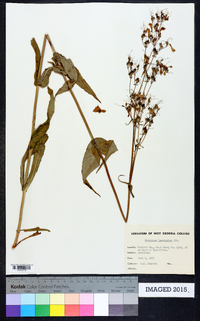 Penstemon laevigatus image