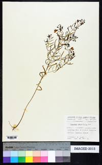 Agalinis obtusifolia image