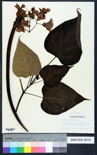 Catalpa bignonioides image