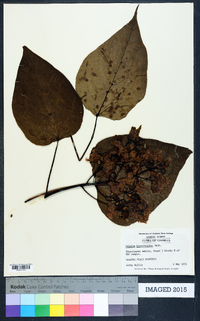 Catalpa bignonioides image