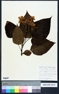 Catalpa speciosa image