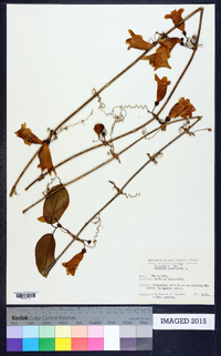 Bignonia capreolata image