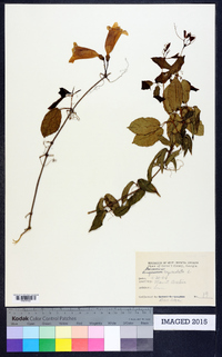 Bignonia capreolata image