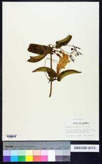 Bignonia capreolata image