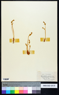 Orobanche uniflora image