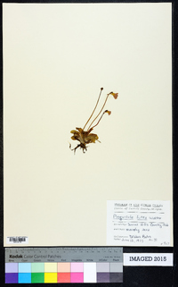 Pinguicula lutea image