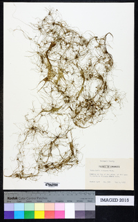 Utricularia purpurea image