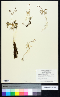 Utricularia inflata var. minor image