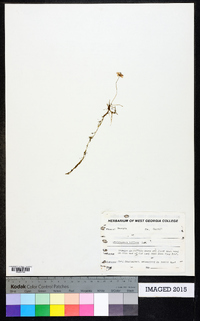 Utricularia gibba image