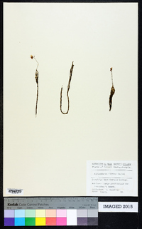 Utricularia gibba image