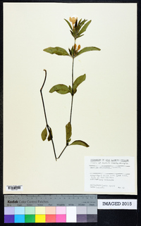 Ruellia purshiana image