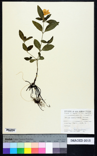 Ruellia caroliniensis image