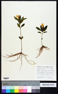 Ruellia caroliniensis image