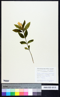 Ruellia caroliniensis image