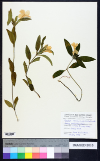 Ruellia caroliniensis image