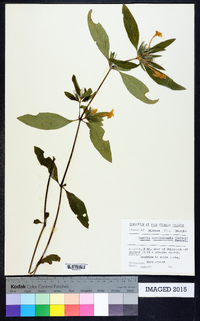 Ruellia caroliniensis image