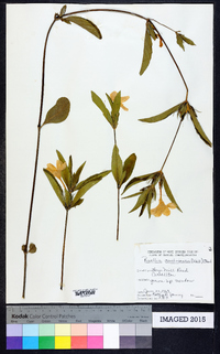 Ruellia caroliniensis image