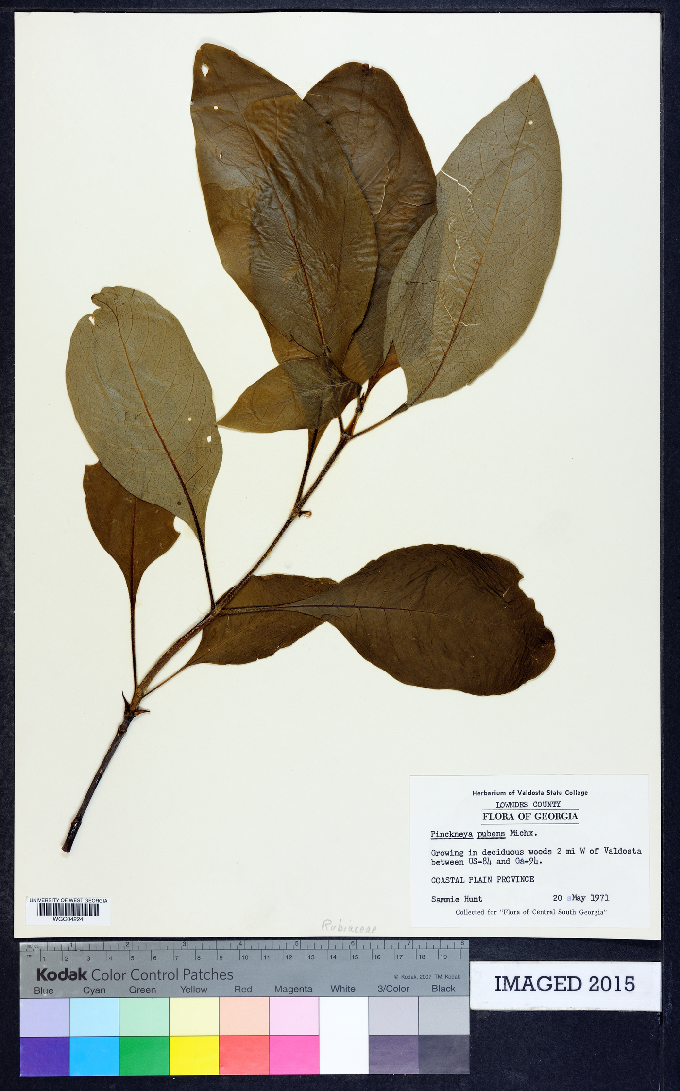 Pinckneya bracteata image