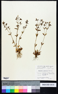 Houstonia longifolia image