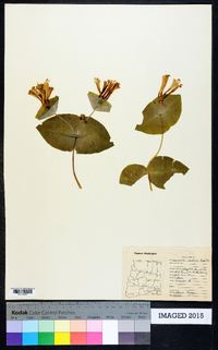 Lonicera ciliosa image