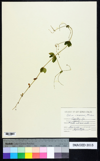 Galium circaezans image