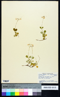 Linnaea borealis subsp. americana image