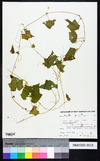 Melothria pendula image