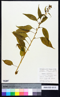 Campanulastrum americanum image