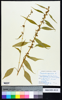 Campanulastrum americanum image