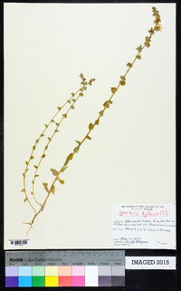 Triodanis perfoliata var. biflora image