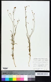 Wahlenbergia marginata image