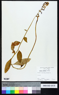 Lobelia elongata image