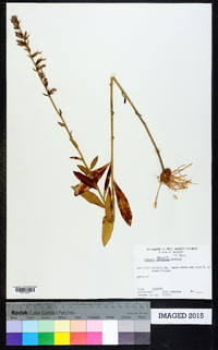 Lobelia elongata image